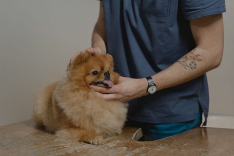 Ветаптеки — иллюстрация